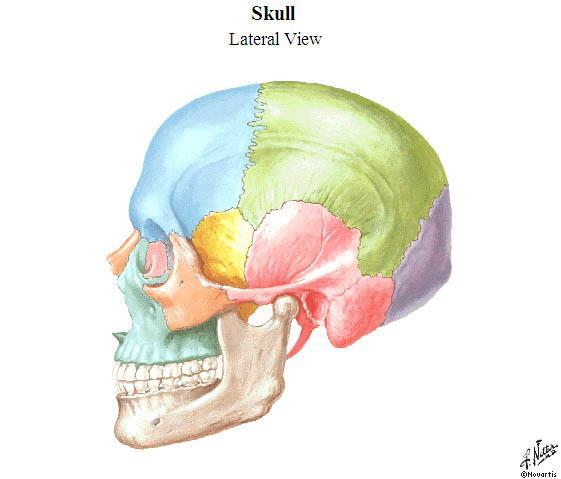 Parietal Bone Frontal Bone Temporal Fossa Sphenoid Bone Occipital