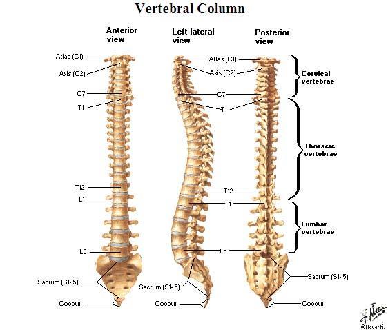 Spine regions How many cervical vertibrae are there? 7 The curvature is the cervical region posterior?