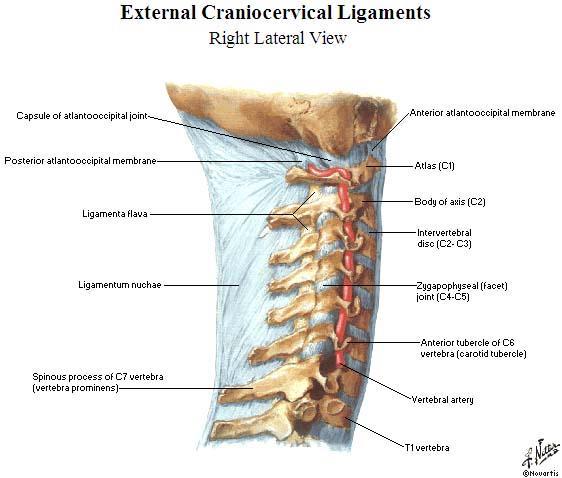 Review What ligament extends posterior from the cervical