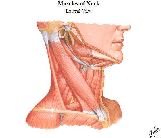 Review What are the attachments of the SCM Sternum and clavicle Mastoid process of temporal bone What muscle and head