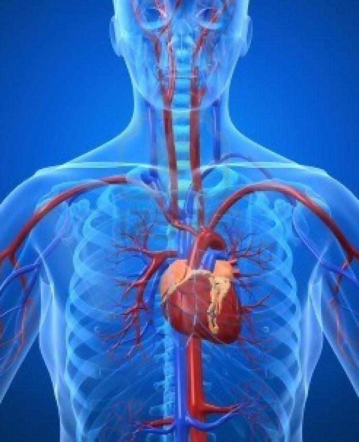 Cardiovascular System-