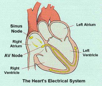 Sinotrial (SA) Node At the top of the heart Acts as a pacemaker