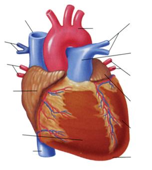 External Structure Right Pulmonary Artery Right Pulmonary Veins Right Atrium Superior Vena Cava Aorta Left Pulmonary