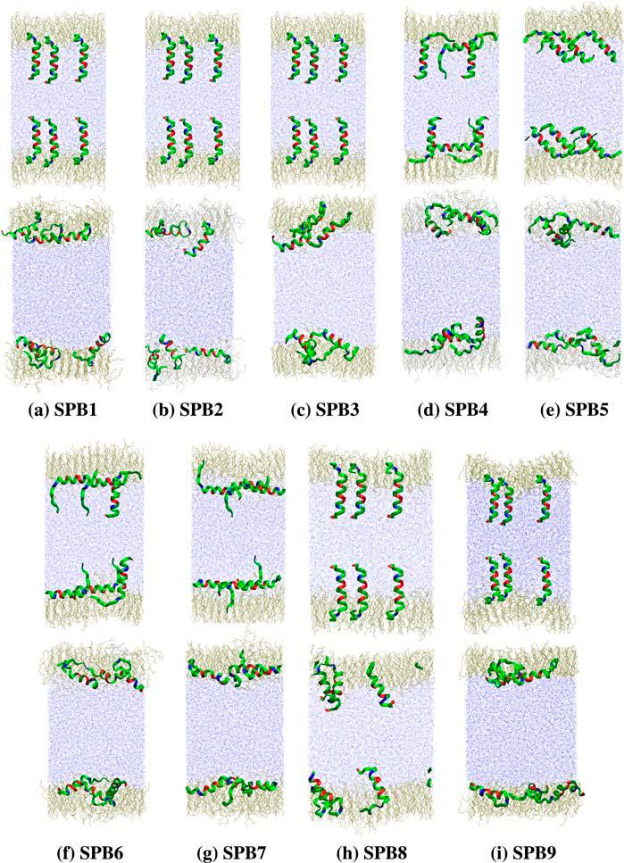 MD Simulation of Lung-Surfactant Peptide 3811 FIGURE 2 Snapshots at the beginning (0 ns, top image for each of parts a i) and end (30 ns, bottom image) of all the simulations.
