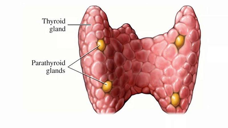 THYROID Thyroxin Goiter: