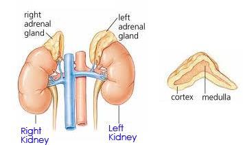 ADRENAL GLAND on top of each kidney Adrenaline Increases heart rate,