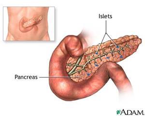 Pancreas (Islets of Langerhans) throughout the pancreas Insulin Decreases bloodglucose levels, signaling for it to be stored as glycogen (liver & muscles) Diabetes: