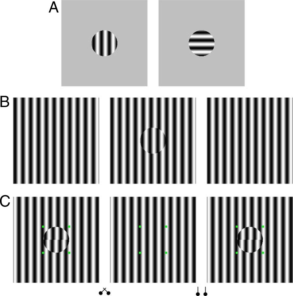 Fig. 1. (A) Typical BR stimulus. (B) MBC phase-shift stereo/rivalry stimulus. The half-image with the disc grating is phase-shifted 45 relative to the surrounding background grating.