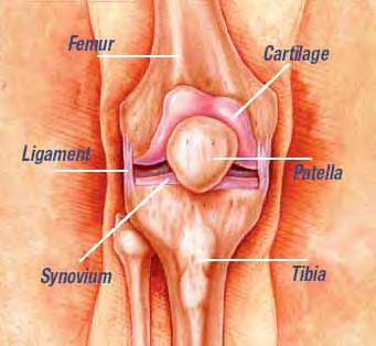Your Knee Joint Femur thigh bone Cartilage tissue between bones that provides cushioning Patella knee cap Tibia shin