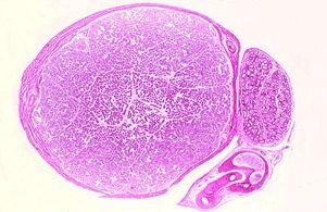 Testis: Gross Histology - from Latin for witness - production of