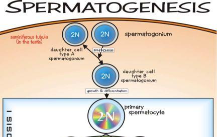 Spermatogenesis - process of development from spermatogonia to sperm - in