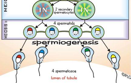 Spermatotcytogenesis - gonial - 1 spermatocytes - diploid chromosomes Spermatidogenesis