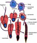 Spermiogenesis Golgi phase - spermatids develop polarity - head formation - Golgi = acrosome - other end = thickened piece - axoneme formation - DNA packaged/