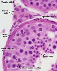 Supporting Cells of the Testes Sertoli cells - evenly distributed, columnar with processes - ovoid/ angular nucleus - mechanical/nutritive support - activated by FSH (receptor on surface) -