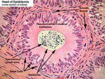 Epididymus - tubuli recti (columnar)-rete testis (squamous/cuboidal)- ductus efferentes (columnar)- epididymus (PSCCE) - 6 m long - epithelium w/