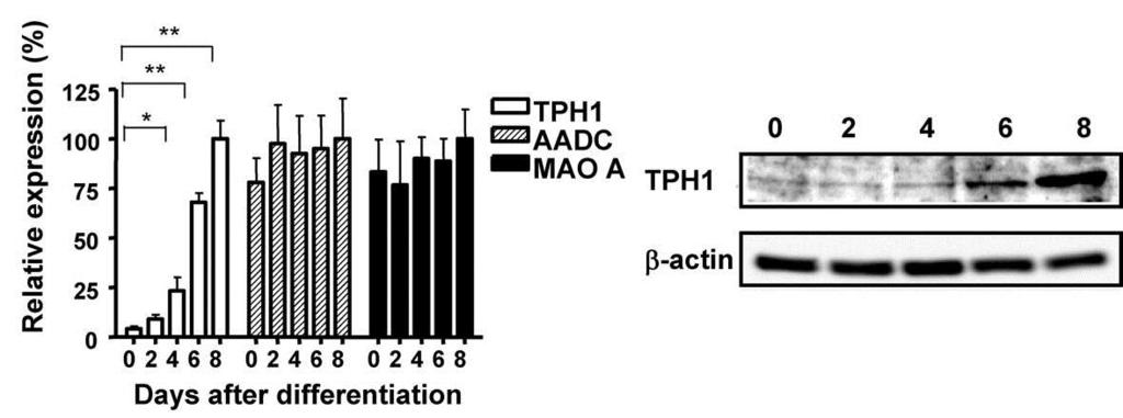 Tph1 is expressed in 3T3-L1 adipocytes