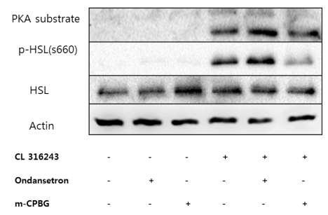 camp (pmol/ml) camp-pka pathway is activated by Htr3a antagonist 8 6 4 2 Vehicle Ondan m-cpbg