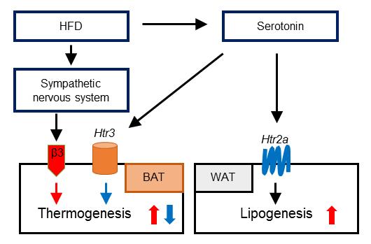 Conclusions and Questions 1. Serotonin is synthesized in adipose tissues. 2. Expression of serotonin is increased by high fat diet in adipose tissues. 3.