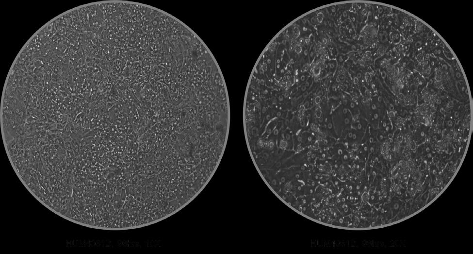 Human Cryopreserved Hepatocytes Lot number: HUM4061B Date: October 19, 2014 Cryo Characterization Report (CCR) Lot Overview Qualification Catalog Number Quantity Cryopreserved human hepatocytes,
