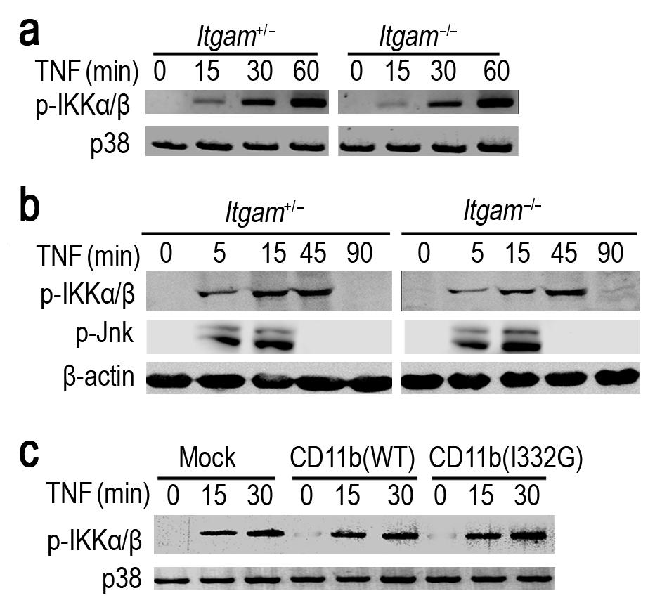 Supplementary Fig.12 CD11b does not affect TNF-induced IKKα/β and Jnk activation.