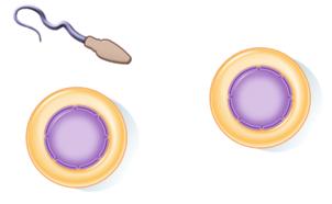 Meiosis Sexual reproduction depends on meiosis, the process in which haploid gametes are formed. Meiosis involves two stages of cell division that have phases similar to those in mitosis.