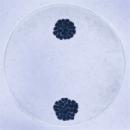 (b) In early prophase, the two pairs of homologous chromosomes in this diploid (2n = 4) cell have formed tetrads.