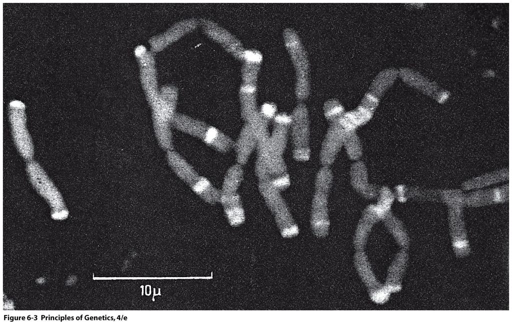 Metaphase chromosomes of the plant Allium