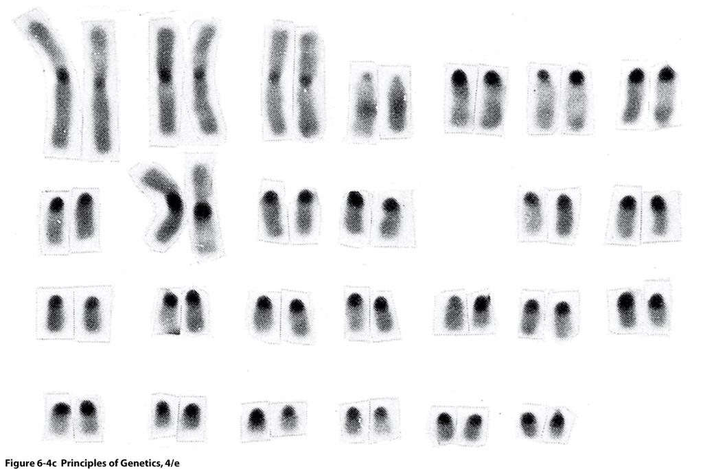 Metaphase chromosomes of the