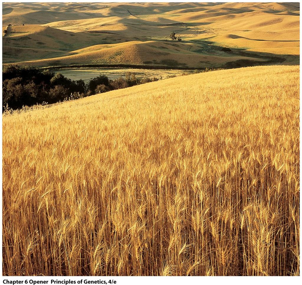 The cultivation of wheat originated some 10,000 years ago in the Middle East.