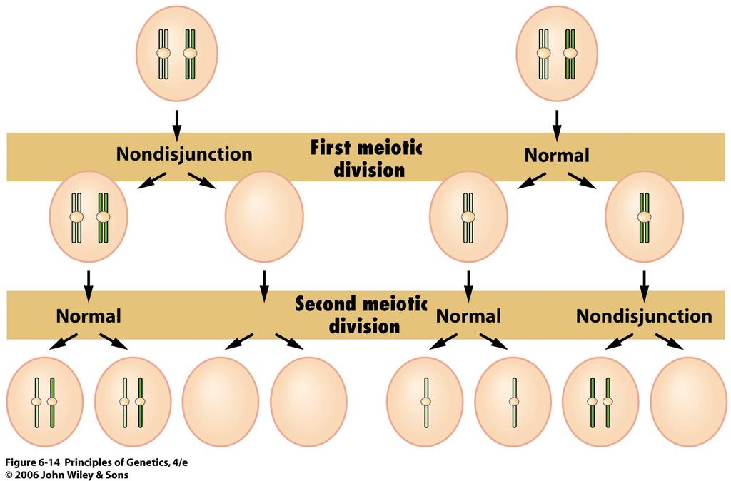 Meiotic nondisjunction and the origin of Down syndrome. Nondisjunction at meiosis I produces no normal gametes.