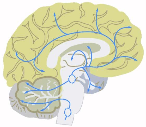 The brain and serotonin Frontal lobe Memory Cognition Hypothalamus