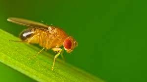 Environment: Paraquat Paraquat also induces oxidative stress in invertebrates such as flies.