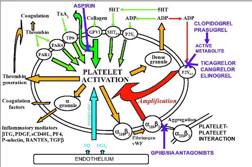 Mechanisms of platelet activation and site of action of platelet inhibitors.
