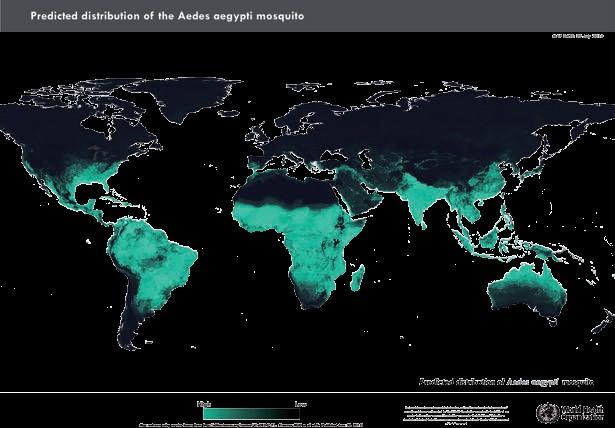 Global distribution of Aedes aegypti To enhance monitoring, AFP surveillance officers in areas where Aedes aegypti is present Immediately notify the detection of clusters of AFP cases