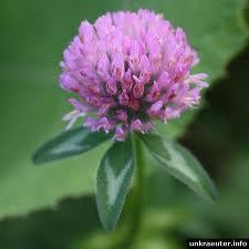 Red Clover Clinical data: ++ Results: only