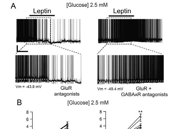 Supplementary Figure 1) GABAergic enhancement by leptin hyperpolarizes POMC neurons A) Representative recording samples showing the membrane potential recorded from POMC neurons following treatment