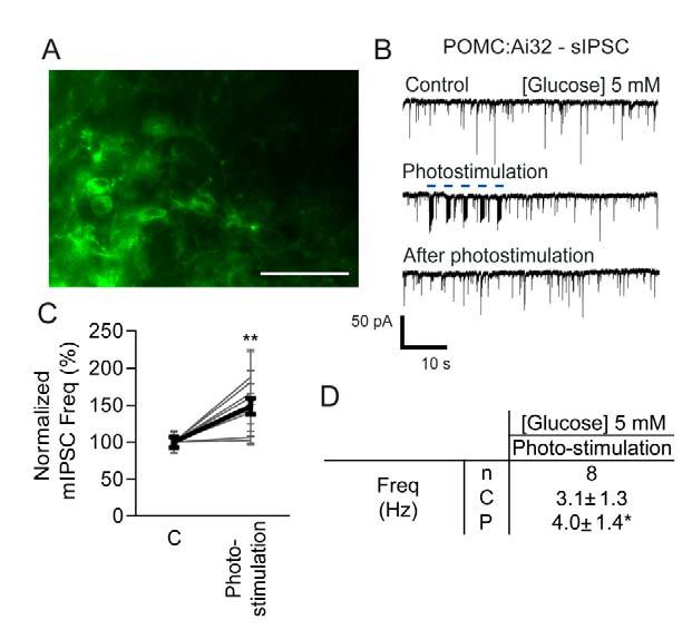 Supplementary Figure 3) Modulation by their own neurotransmitter and peptides of spontaneous GABAergic transmission onto POMC neurons A) Images of fluorescence microscopy showing the expression of