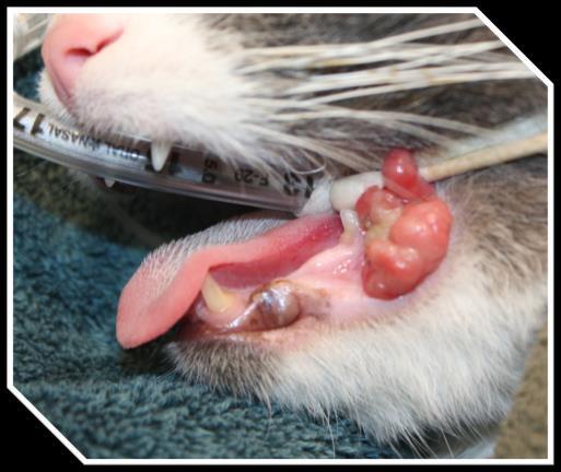 mixed salivary gland on the lingual aspect of the mandibular 1 st molar in cats Should not be removed but function