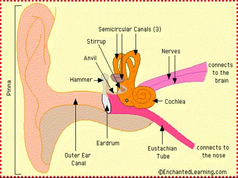 Inner Ear and Balance: the ear is also important in maintaining balance.