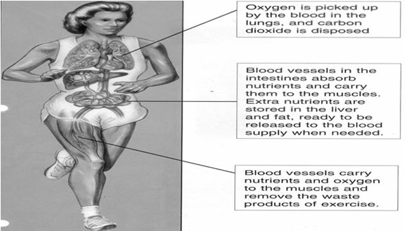 Anaerobic: without oxygen: over 90% of target heart rate Talk