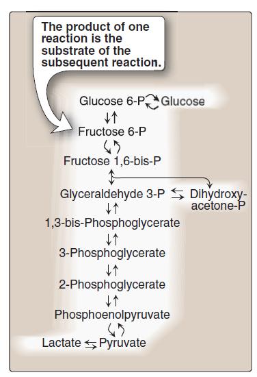All carbohydrates to be catabolized must enter the glycolytic pathway Glycolysis is degradation of glucose to generate energy (ATP) and to provide