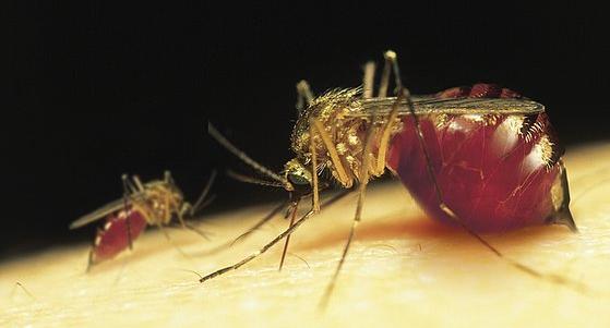 Humasis Malaria Antigen test can offer significant benefits in malaria management as followings: A clear benefit will occur in health outcomes Allow more rational use of anti-malarial drugs The