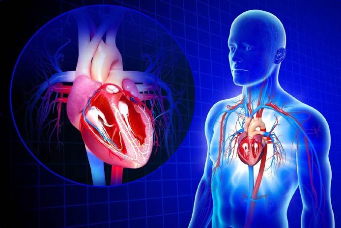 Fighting Some of the Most Deadly Diseases: Cardiovascular Disease Cardiovascular disease, listed as the underlying cause of death, accounts for nearly 801,000 deaths in the U.S. That s about 1 of every 3 deaths in the U.