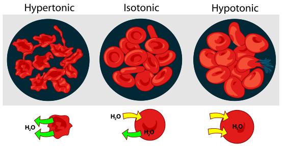 Effect of different solutions on blood cells.