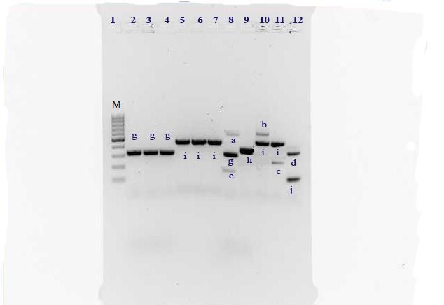 44 Slika 8: Primer rezultatov metode multipleks PCR za določanje genov za stafilokokne enterotoksine od A do G (sea, seb, sec, sed, see, seg) in genov za stafilokoknim enterotoksinom podobne