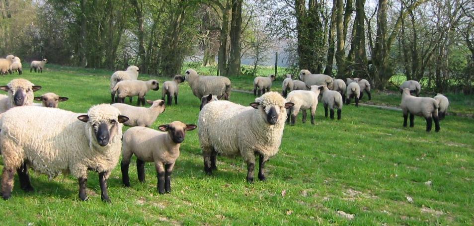 Critical aspects of sheep mineral nutrition
