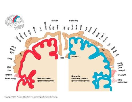 4) Cerebrum, cont d Regions of the Cortex Lobes named after the bones of the