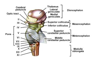 1) Brain stem a. Medulla oblongata! b. Pons! c.