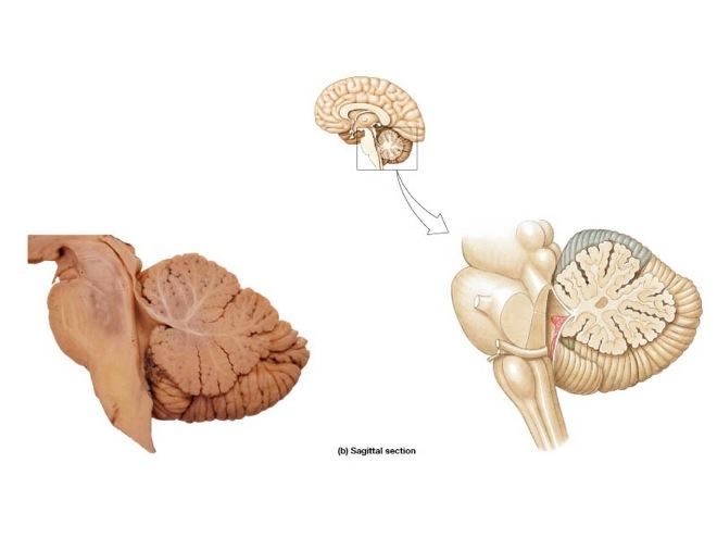 2) Cerebellum Dorsal to the Pons! Two hemispheres! Connected by the vermis! Maintains posture and equilibrium! Smooths motor activities! Some cognitive function! Cortex - gray surface!