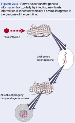 Viral oncogenes (contd) most acutely transforming retroviruses require normal retroviruses to get packaged into infective particles growth-promoting genes transduced by retroviruses confer a